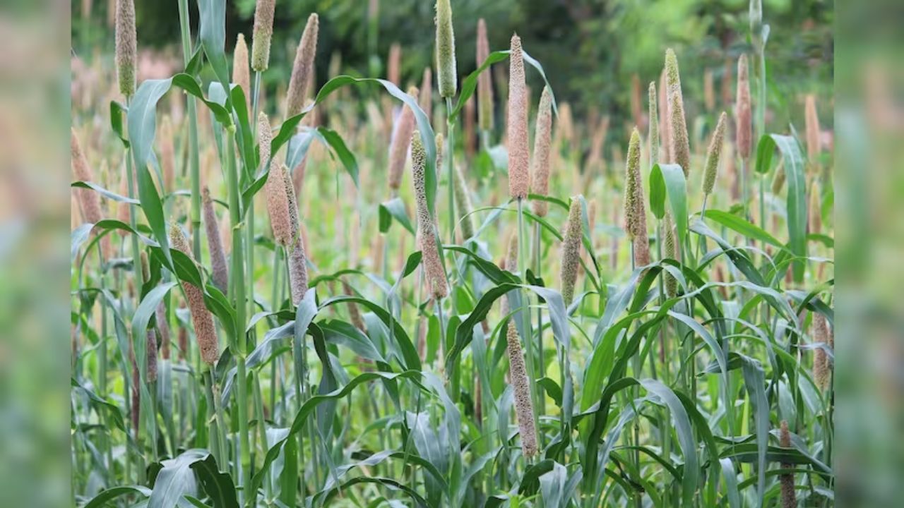Usthadian Academy / Rajasthan Government to Distribute Free Millet Seeds to Farmers | 18 mar 2024 Usthadian Academy / Rajasthan Government to Distribute Free Millet Seeds to Farmers